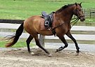 Versatile, Athletic Bay Lusitano... Lusitano Gelding