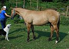 - Gelding in Pearl, IL - Gelding in Pearl, IL