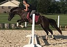 16 Yr old Morgan Mare Stella