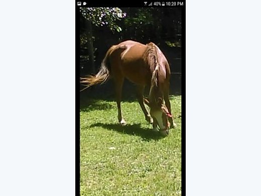 14 yr old Mare