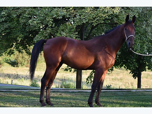 2 yr.Cleveland bay Stallion