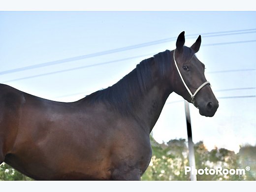 3yr.Cleveland bay Mare