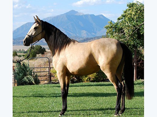 Amazing Lusitano Filly