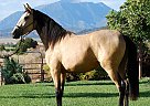 Lusitano - Horse for Sale in Salt Lake, UT 84639