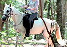 Paso Fino - Horse for Sale in Ellijay, GA 30540