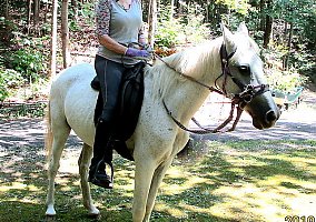 Paso Fino (Paso Fino, Mare) in Ellijay, GA
