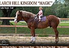 Belgian Draft - Horse for Sale in Bronson, FL 32621