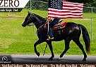 Missouri Fox Trotter - Horse for Sale in Princeton, WV 24739