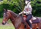 wiley - Gelding in Richmond, MI wiley - Gelding in Richmond, MI