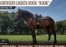 Percheron - Horse for Sale in Vernon, VT 65742