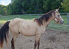 Arabian - Horse for Sale in Cambridge City, IN 47327 Arabian - Horse for Sale in Cambridge City, IN 47327