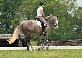Lusitano (Lusitano, Gelding) in Charlotte, NC