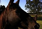 Foxtrotter Gelding Missouri Fox Trotter Gelding
