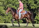 Friesian - Horse for Sale in Parkers Lake, KY 42634