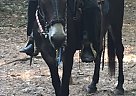 Mule - Horse for Sale in Brown CityBrown city, MI 48416 Mule - Horse for Sale in Brown CityBrown city, MI 48416