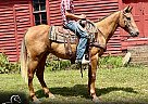 Quarter Horse - Horse for Sale in Willow Springs, MO 65793