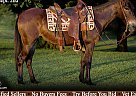 Mule - Horse for Sale in Mount Vernon, KY 40456