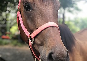 Thoroughbred (Thoroughbred, Gelding) in Pelham, NC