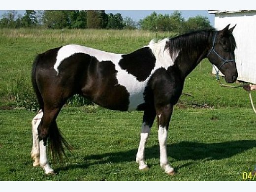 KC - Barrel Racers Look!
