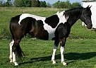 Paint - Horse for Sale in Harned, KY Paint - Horse for Sale in Harned, KY