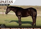 Quarter Horse - Horse for Sale in Poland, OH 44514