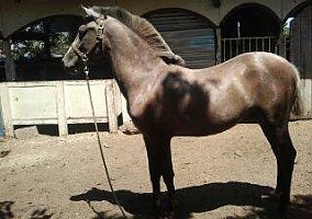 Andalusian / PRE (Andalusian / PRE, Stallion) in South Gate, CA