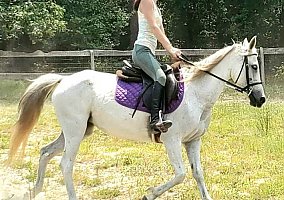 Welsh Pony and Cob (Welsh Pony and Cob, Mare) in Aiken, SC