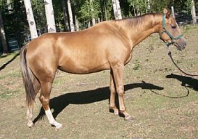 Arabian (Arabian, Mare) in New York, NY