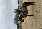Paso Fino - Horse for Sale in Lancaster, CA 93530