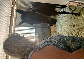 Paso Fino (Paso Fino, Mare) in Lancaster, CA