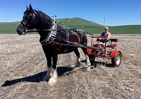 Shire (Shire, Gelding) in Grangeville, ID