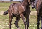 Canadian - Horse for Sale in Ste-Catherine-Jacques-Cartier, QC G3N 1A8 Canadian - Horse for Sale in Ste-Catherine-Jacques-Cartier, QC G3N 1A8