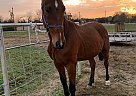 Apollo - Gelding in Cedar Hill, TX Apollo - Gelding in Cedar Hill, TX