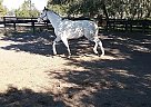 Broodmare By Rockport Harbor Rock Steady Baby