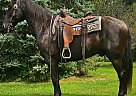 Other - Horse for Sale in Xenia, OH 45385 Other - Horse for Sale in Xenia, OH 45385