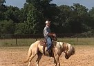 - Gelding in Sheridan, AR - Gelding in Sheridan, AR