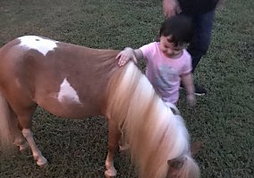Miniature Horse (Miniature Horse, Gelding) in Michie, TN