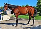 6YO OTTB! Seven