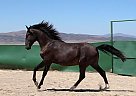 Lusitano - Horse for Sale in Salt Lake area, UT 84639
