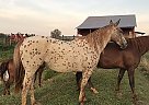 May - Mare in Bowling Green, KY May - Mare in Bowling Green, KY