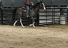 Tennessee Walking - Horse for Sale in Rice, WA 99167
