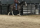 Tennessee Walking - Horse for Sale in Rice, WA 99167 Tennessee Walking - Horse for Sale in Rice, WA 99167