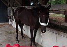 But A Whisper - Mare in Alexandria, MN But A Whisper - Mare in Alexandria, MN
