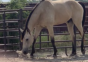 Quarter Horse (Quarter Horse, Gelding) in Goldthwaite, TX
