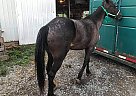 Racking - Horse for Sale in Ephrata, PA 17522 Racking - Horse for Sale in Ephrata, PA 17522