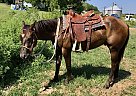 horse - Gelding in Fillmore, MO horse - Gelding in Fillmore, MO