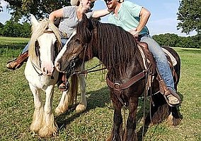 Gypsy Vanner (Gypsy Vanner, Gelding) in Huntsville, TX