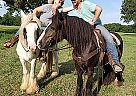 Gypsy Vanner - Horse for Sale in Huntsville, TX 77340