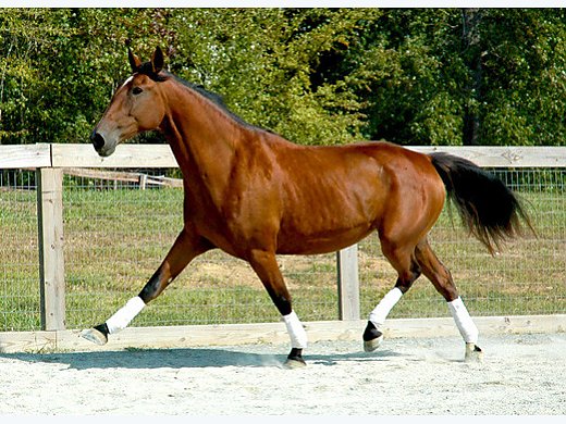 Lovely Bay Lusitano Mare