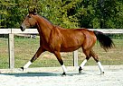 Lusitano - Horse for Sale in Raleigh, NC 27344